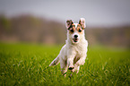 running Parson Russell Terrier