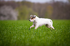 running Parson Russell Terrier