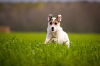 running Parson Russell Terrier