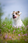 lying Parson Russell Terrier