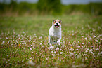 running Parson Russell Terrier