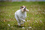 running Parson Russell Terrier