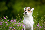 Parson Russell Terrier Portrait