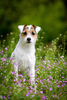 sitting Parson Russell Terrier