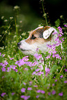 Parson Russell Terrier Portrait