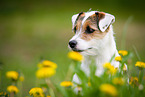 Parson Russell Terrier Portrait
