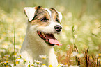 Parson Russell Terrier Portrait