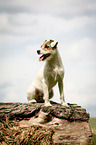 sitting Parson Russell Terrier