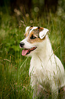 Parson Russell Terrier Portrait