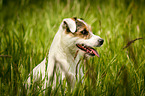 Parson Russell Terrier Portrait