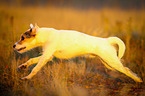 running Parson Russell Terrier