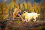 playing dogs