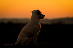 sitting Parson Russell Terrier