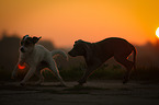 playing dogs