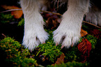 Parson Russell Terrier paws