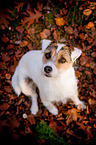 sitting Parson Russell Terrier