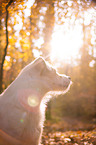 Parson Russell Terrier Portrait