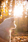 Parson Russell Terrier Portrait