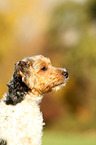 Parson Russell Terrier Portrait