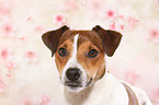 Parson Russell Terrier Portrait