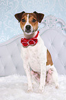 sitting Parson Russell Terrier