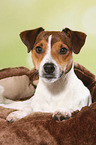 lying Parson Russell Terrier