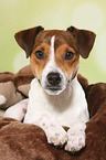 lying Parson Russell Terrier