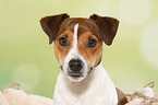 Parson Russell Terrier Portrait
