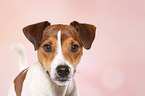 Parson Russell Terrier Portrait