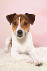lying Parson Russell Terrier