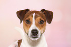 Parson Russell Terrier Portrait