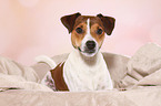 lying Parson Russell Terrier