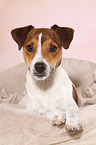 lying Parson Russell Terrier