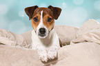 lying Parson Russell Terrier