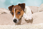 lying Parson Russell Terrier