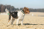 Parson Russell Terrier