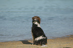 sitting Parson Russell Terrier