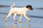 walking Parson Russell Terrier