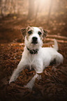 lying Parson Russell Terrier