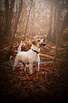 standing Parson Russell Terrier