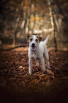 standing Parson Russell Terrier