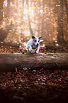 running Parson Russell Terrier