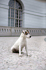 sitting Parson Russell Terrier