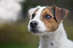 Parson Russell Terrier portrait