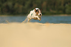 running Parson Russell Terrier