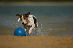 playing Parson Russell Terrier