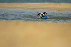 playing Parson Russell Terrier