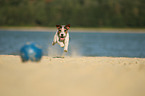 playing Parson Russell Terrier