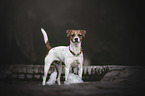 Parson Russell Terrier