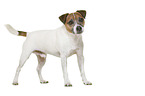 Parson Russell Terrier in front of white background